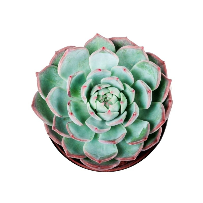 Echeveria