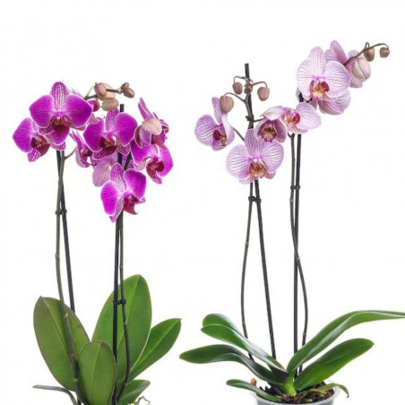 orquídeas