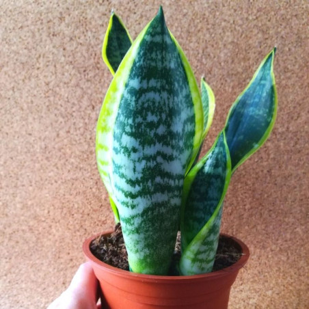 sansevieria