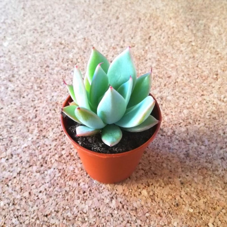 Echeveria Tippy