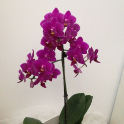 orquídea violeta