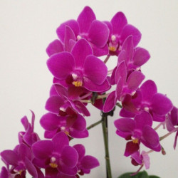 orquídea violeta