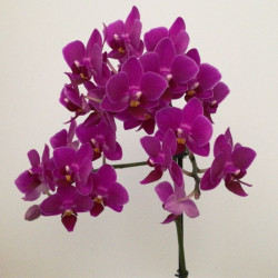 orquídea violeta natural