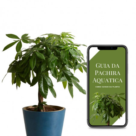 pachira aquatica e guia